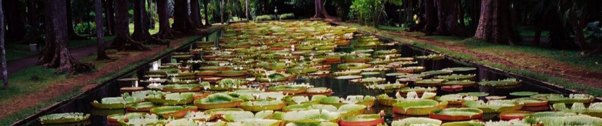 Botanischer Garten, Pampelmousse, Mauritius