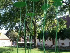 Peter Lindenberg Kapuzinerkresse 05