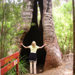 Tree Top Walk, Albany, Australien