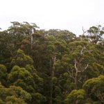 Tree Top Walk, Albany, Australien