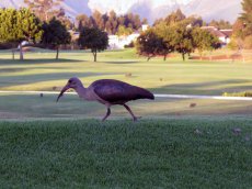 Golfen in Südafrika
