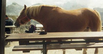 Raubsaufender Gaul an der Puezhütte