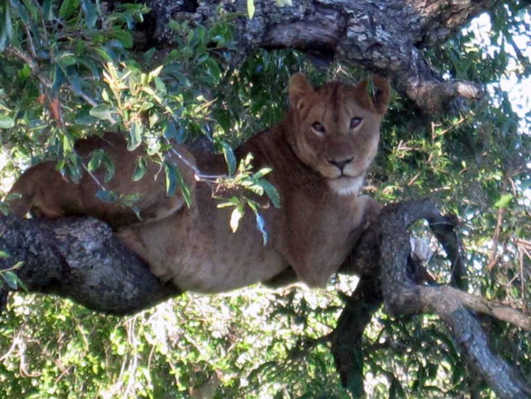 Krüger Nationalpark Südafrika