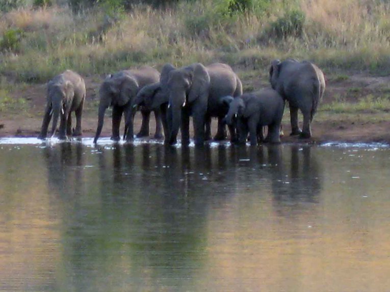 tiere-in-sued-afrika-186