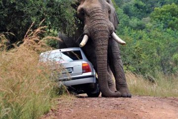Tiere in Südafrika