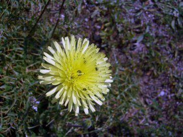 Sardinien-Blumen