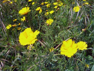 Sardinien-Blumen