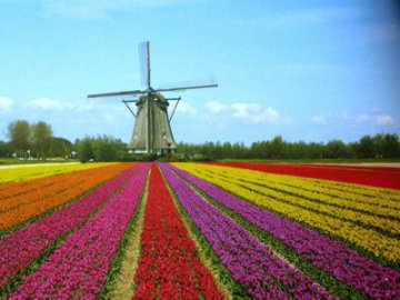 Tulpen