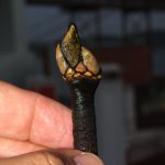 Entenmuschel, Portugal