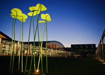 Peter Lindenberg - Kapuzinerkresse