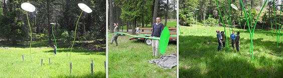 Peter Lindenberg - Kapuzinerkresse