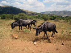 Tiere im Addo National Park