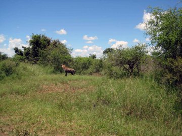 Tiere im Addo National Park