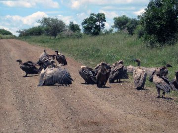 Tiere im Addo National Park