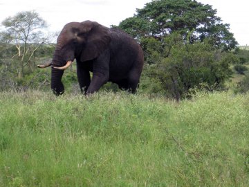 Tiere im Addo National Park