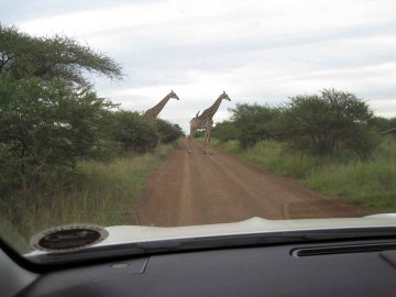 Tiere im Addo National Park