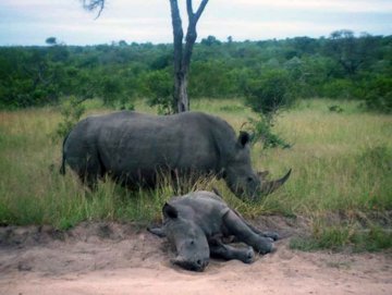 Tiere im Addo National Park