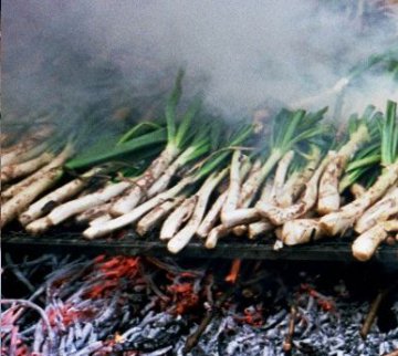 Spanien - Katalonien - Calcots