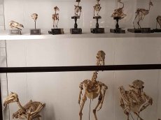 Coimbra - Portugal - Naturhistorisches Museum